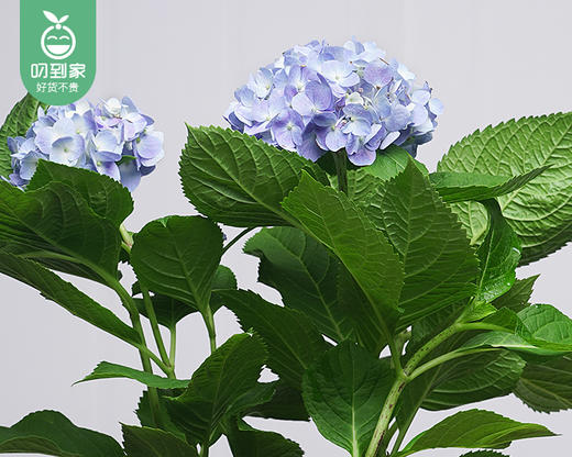 绣球花盆栽（加仑盆颜色随机）/1盆（花色随机） 商品图2