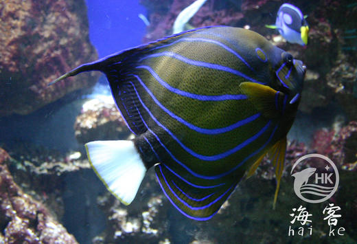 白尾蓝环 商品图0