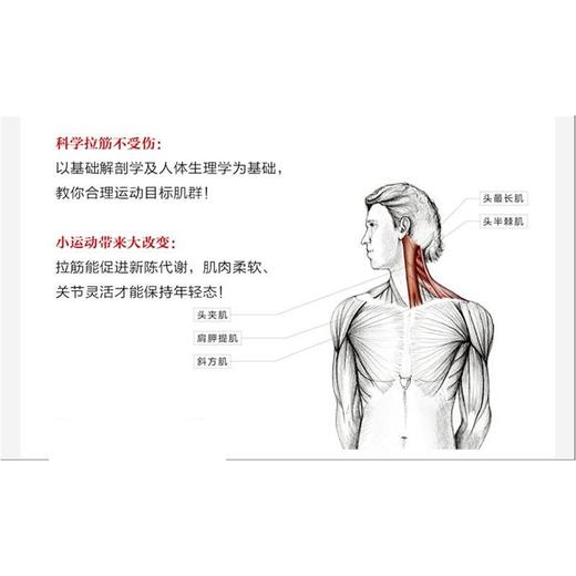 【心如健推荐】酸痛拉筋解剖书： 你的私人拉筋保健指南、拉筋与肌*解剖学相结合的专业图解书 商品图3
