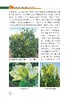 【柑橘经典2本套】柑橘栽培技术管理 柑橘整形修剪+病虫害诊治 商品缩略图7