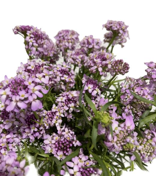 配花 | 蜂窝花浅紫色 商品图2