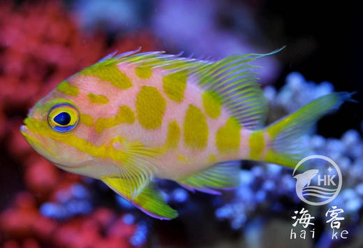 樱花宝石 商品图1