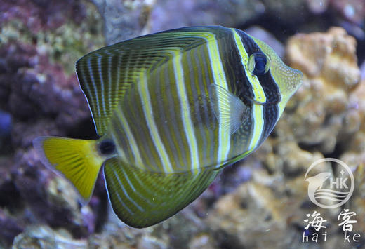 大帆吊 商品图1