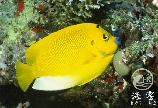 蓝嘴神仙 商品图4