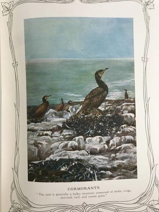 1910年 基尔顿自然图集（全2卷） 数百幅插图 漆布精装大16开 商品图9