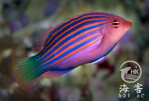 六线龙 商品图0