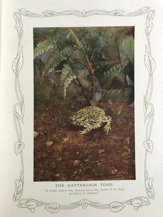 1910年 基尔顿自然图集（全2卷） 数百幅插图 漆布精装大16开 商品图8