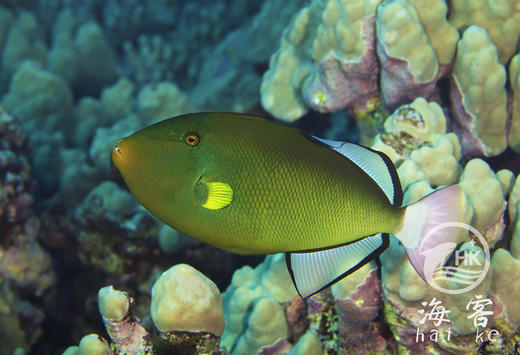 玻璃炮弹 商品图5