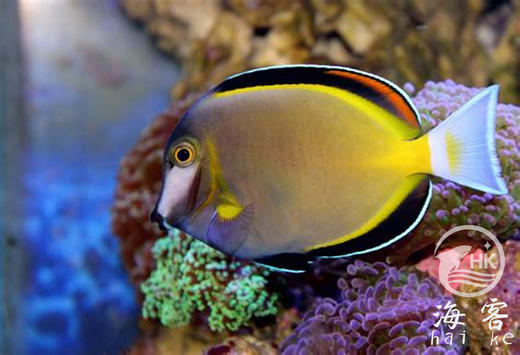 七彩吊 商品图0