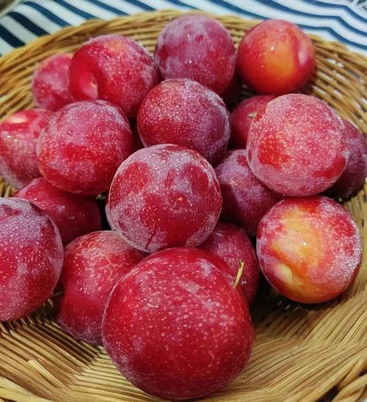 樱桃李肉厚核小多汁风味独特营养丰富有雪域圣果美称