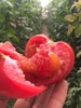 【新疆直邮·普罗旺斯沙瓤西红柿】 一口回到20年前的味道 5斤装 商品缩略图1