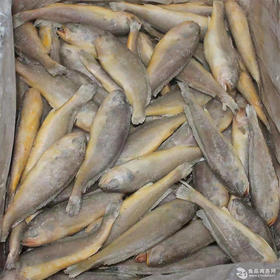 【14.7元3斤】带头黄花鱼（1501125）