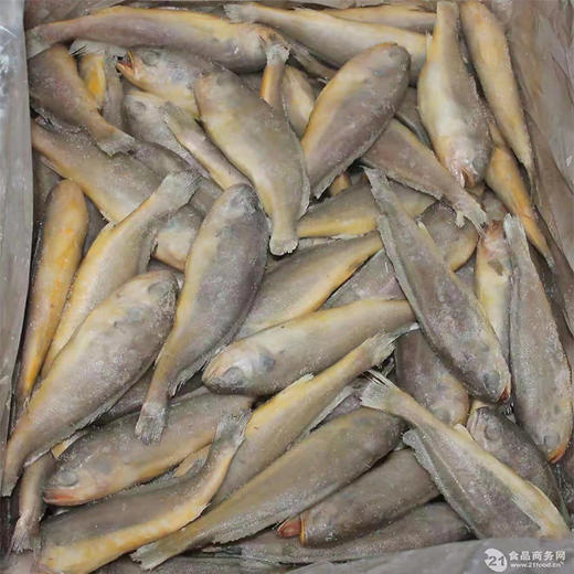 【14.7元3斤】带头黄花鱼（1501125） 商品图0