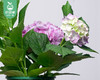 绣球花盆栽（加仑盆颜色随机）/1盆（花色随机） 商品缩略图1