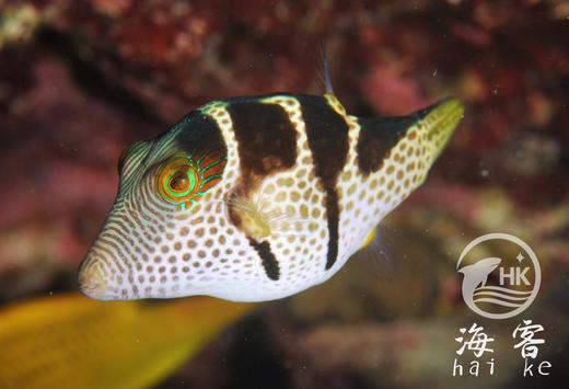 日本婆 商品图4