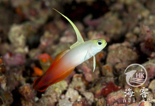 双色雷达 商品图2