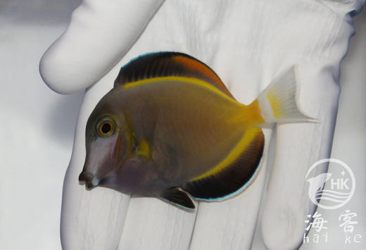 七彩吊 商品图4