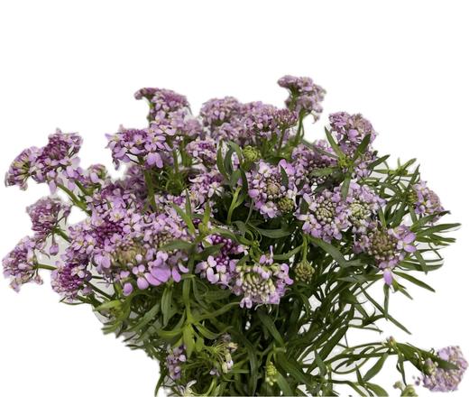 配花 | 蜂窝花浅紫色 商品图0