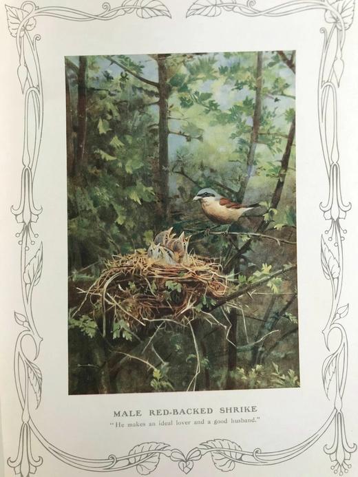 1910年 基尔顿自然图集（全2卷） 数百幅插图 漆布精装大16开 商品图10