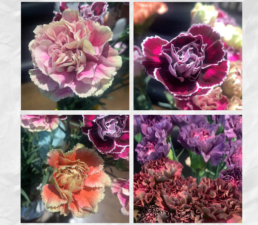 买一束送一束，菜头商城 聊寄一枝春，云南懒人插花之〔复古康乃馨〕A级 一束20枝装（16枝+4枝防损） 商品图2