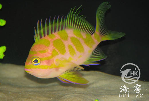 樱花宝石 商品图2