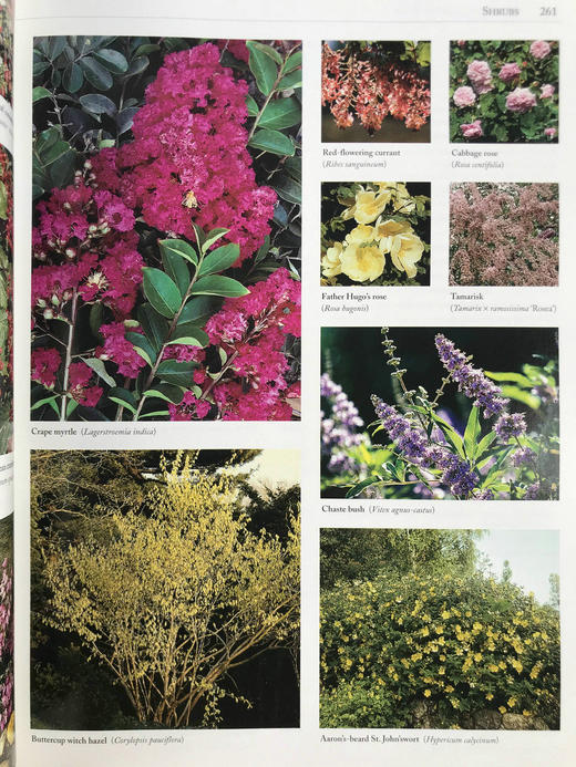 美国园林之书 数千幅插图 精装16开 商品图7