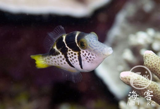 日本婆 商品图3