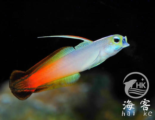 双色雷达 商品图0