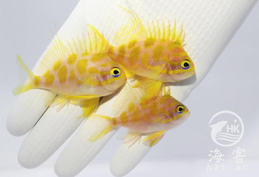 樱花宝石 商品图5