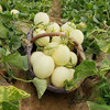 陕西阎良甜瓜、皮薄、肉厚、多汁、香甜 商品缩略图6