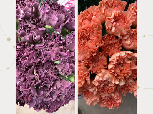 买一束送一束，菜头商城 聊寄一枝春，云南懒人插花之〔复古康乃馨〕A级 一束20枝装（16枝+4枝防损） 商品图3