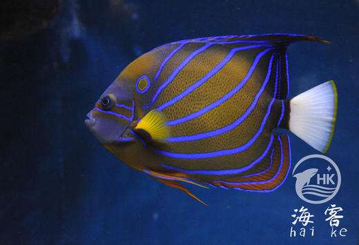 白尾蓝环 商品图4