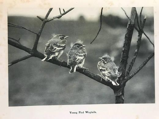 1910年 基尔顿自然图集（全2卷） 数百幅插图 漆布精装大16开 商品图13