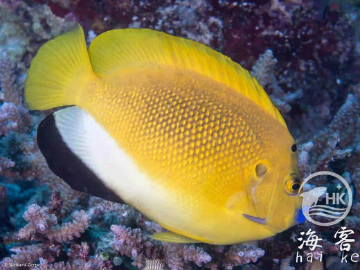 蓝嘴神仙 商品图0