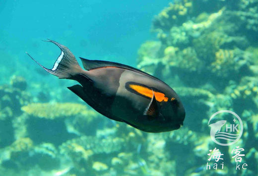 一字吊 商品图1