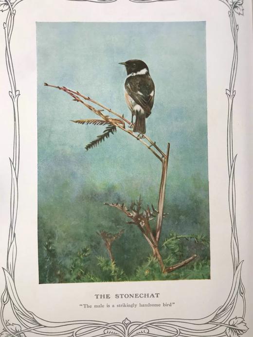 1910年 基尔顿自然图集（全2卷） 数百幅插图 漆布精装大16开 商品图5