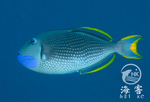 蓝面炮弹（公） 商品图2