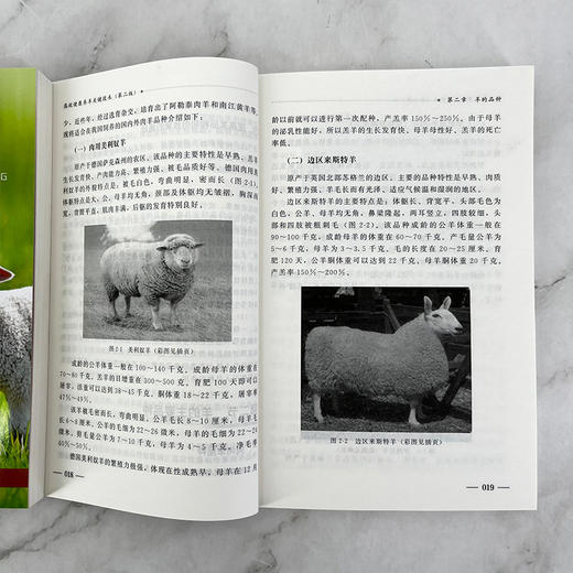 高效健康养羊关键技术（第二版） 商品图7