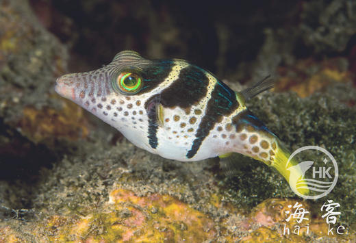 日本婆 商品图5