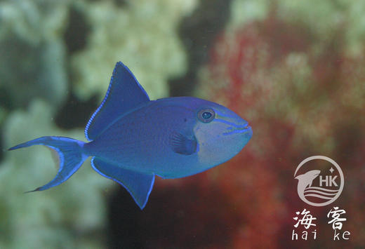 魔鬼炮弹 商品图4