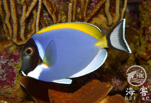 马代粉蓝吊 商品图4