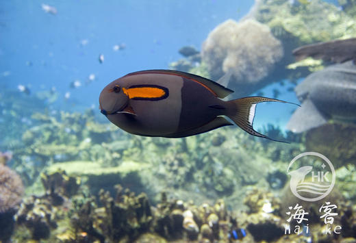 一字吊 商品图2