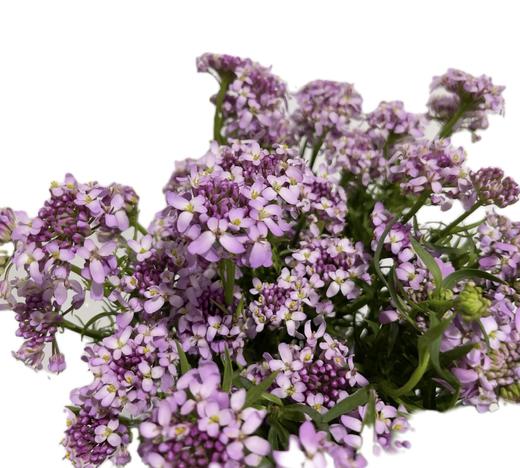 配花 | 蜂窝花浅紫色 商品图1