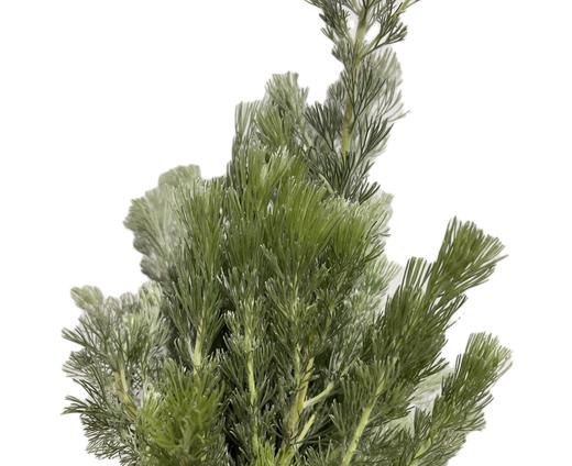 叶材 | 羊毛松 商品图1