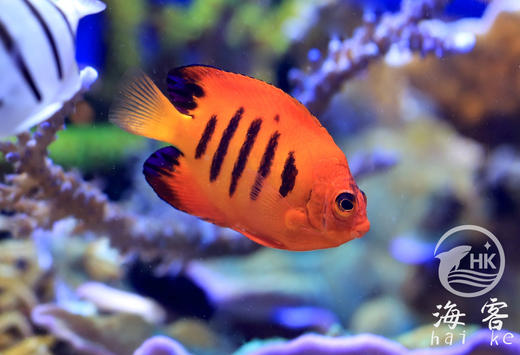 夏威夷火焰仙 商品图5