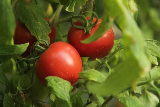 【新疆直邮·普罗旺斯沙瓤西红柿】 一口回到20年前的味道 5斤装 商品图5