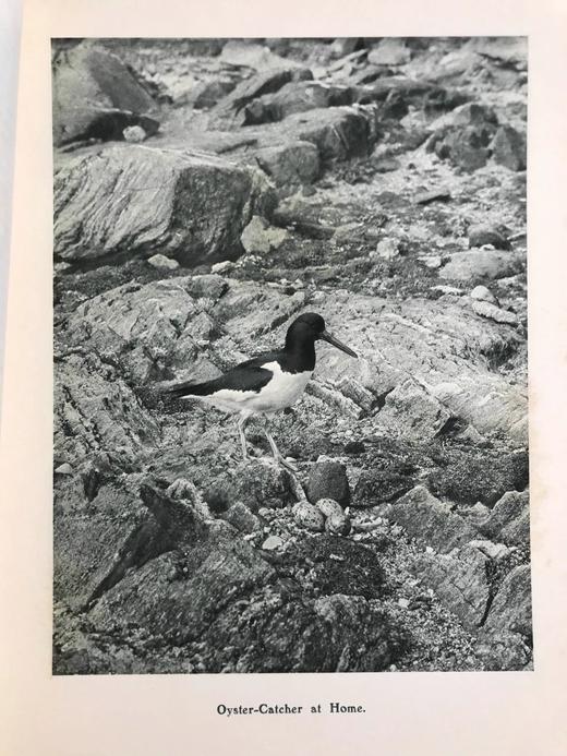 1910年 基尔顿自然图集（全2卷） 数百幅插图 漆布精装大16开 商品图12