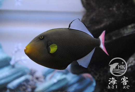 玻璃炮弹 商品图3