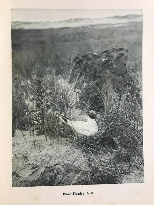 1910年 基尔顿自然图集（全2卷） 数百幅插图 漆布精装大16开 商品图11