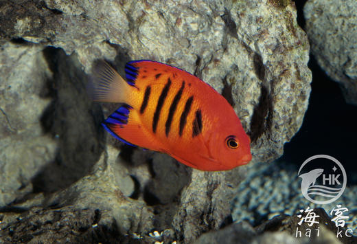 夏威夷火焰仙 商品图2